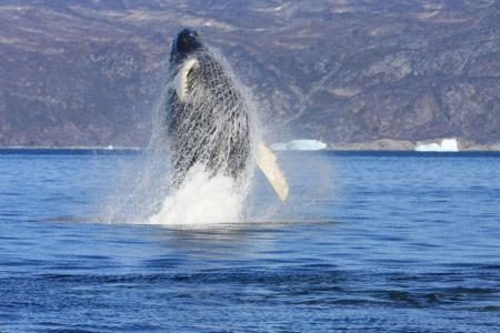 A humpback whale jumps out of the water.